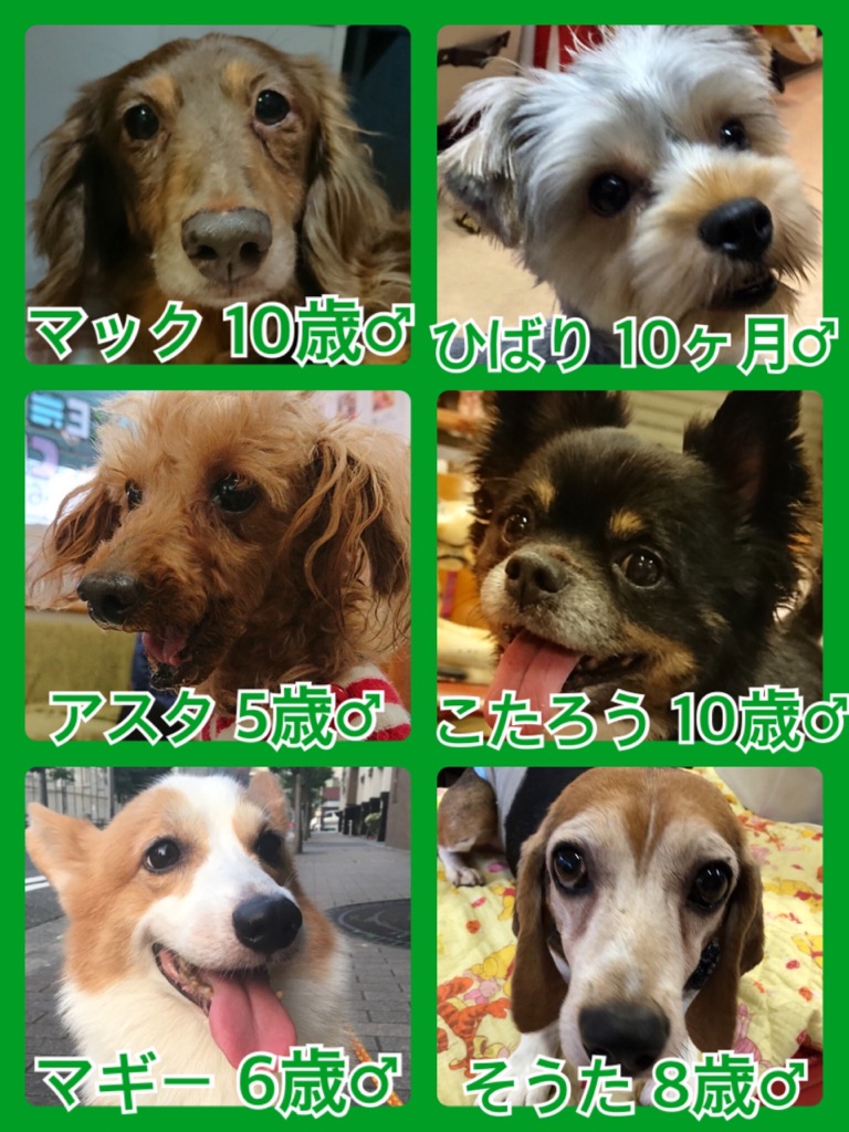 【🐾本日の里親様募集中ワンコメンバー🐶】2018,6,22
